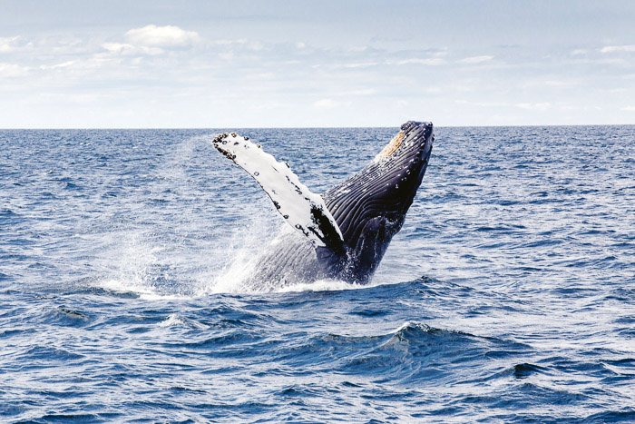 Cool soht of the whale surfacing from water - whale pictures