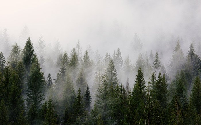 потрясающее пейзажное фото с туманом над лесом