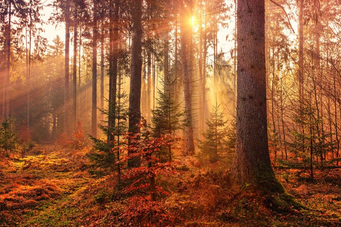 красивый вид света сквозь лес осенью - потрясающие пейзажные фотографии