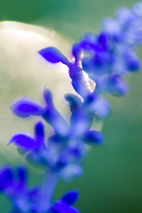 Потрясающее макроизображение синего цветка
