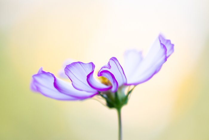 Потрясающее макроизображение фиолетового цветка