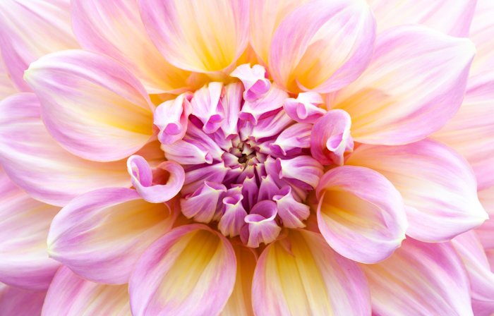 Потрясающее макроизображение розово-желтого цветка