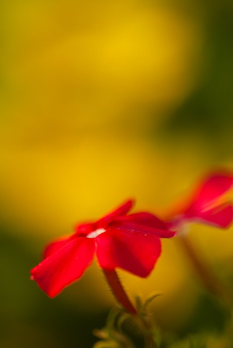 Потрясающее макроизображение красного цветка на размытом фоне
