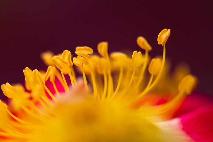 Потрясающее макроизображение желтого цветка