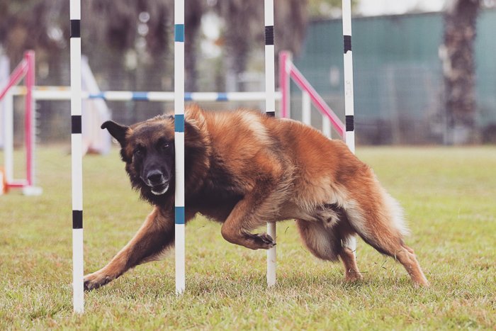 собака прыгает во время соревнований по аджилити