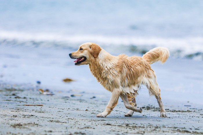 золотистый ретривер бежит по пляжу - апертура фотографии домашних животных