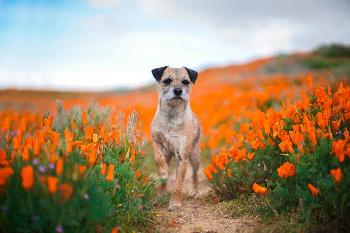 маленький коричневый, стоящий среди ярких диких цветов - фотосъемка домашних животных