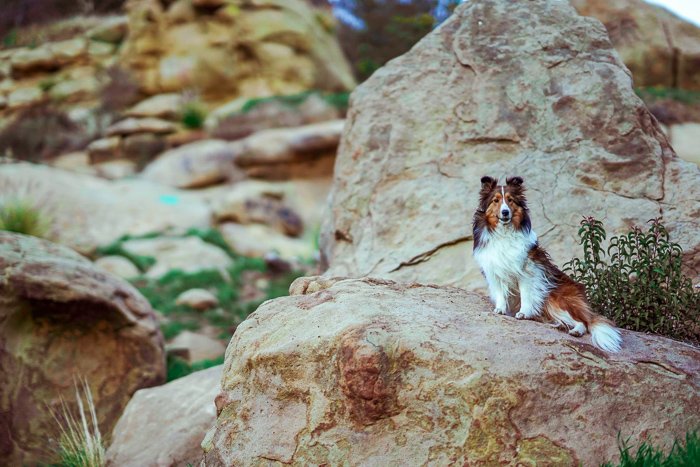 коричнево-белая собака сидит на камне - фотосъемка домашних животных