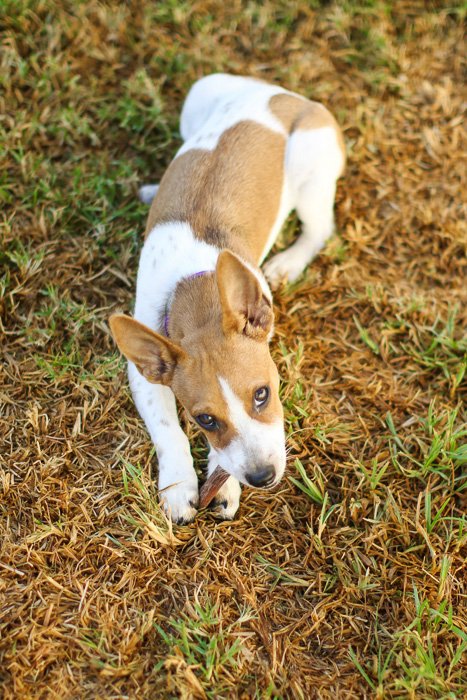 портрет коричнево-белой собаки на улице - диафрагма для фотосъемки животных