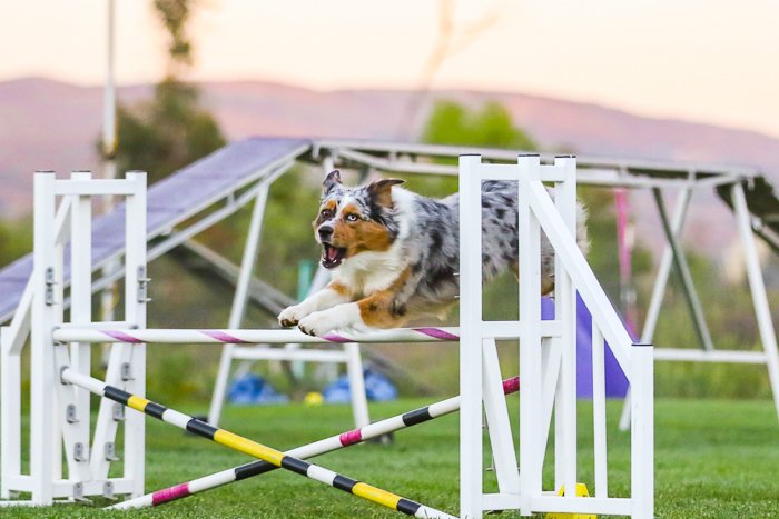 собака прыгает во время соревнований по аджилити
