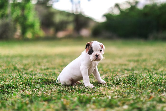 портрет маленького щенка на траве - апертура для фотографии домашних животных