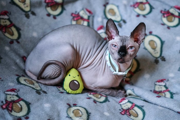 Милый портрет кошки породы спинкс - апертура для фотосъемки домашних животных