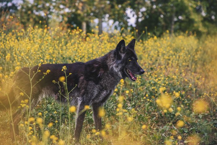 открытый портрет черной собаки на лугу с желтыми цветами - диафрагма для фотосъемки животных