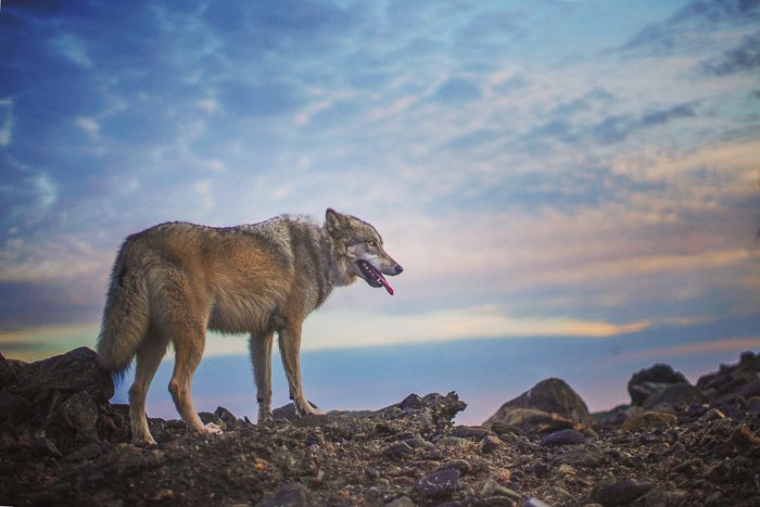 волкоподобная собака стоит на скалистой земле - фотосъемка домашних животных