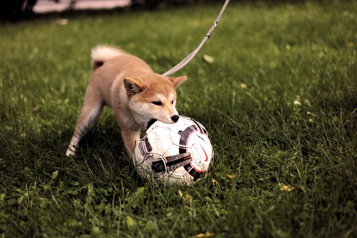 Симпатичный портрет маленькой собаки, играющей с футбольным мячом