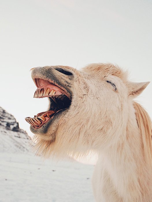 Юмористическая фотография зевающей лошади - смешные фото животных