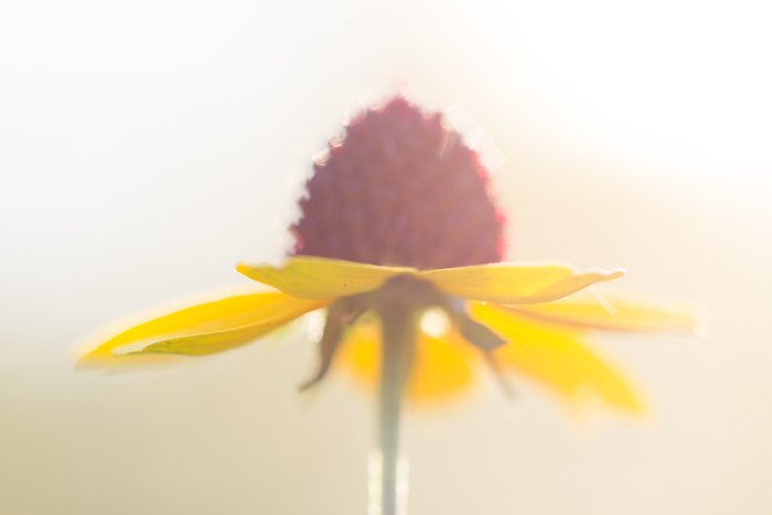 макроснимок желто-красного цветка с размытым белым фоном