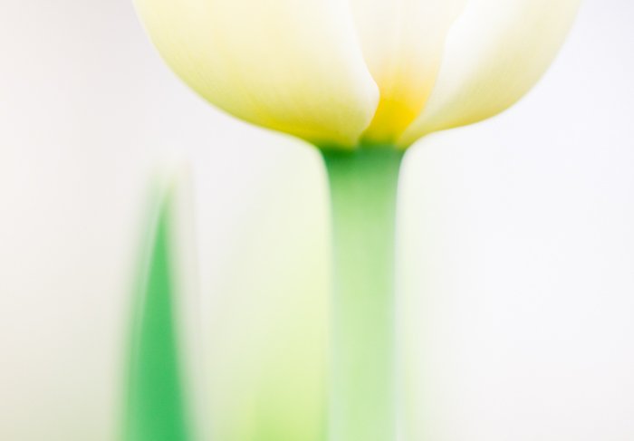 макроснимок желтого тюльпана с размытым белым фоном