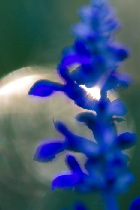 Размытый макроснимок цветка с размытым фоном