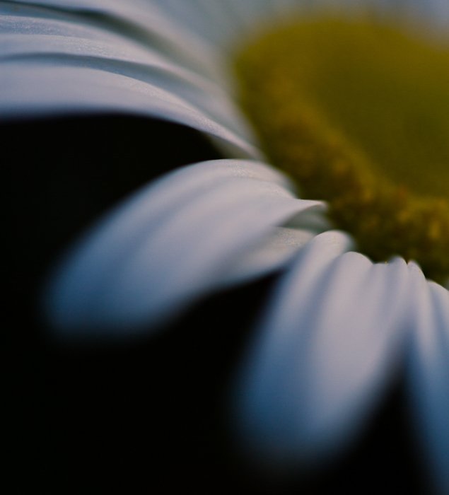 макроснимок желтого цветка с белым центром на размытом черном фоне