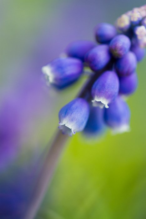 макроснимок фиолетового цветка с размытым фоном