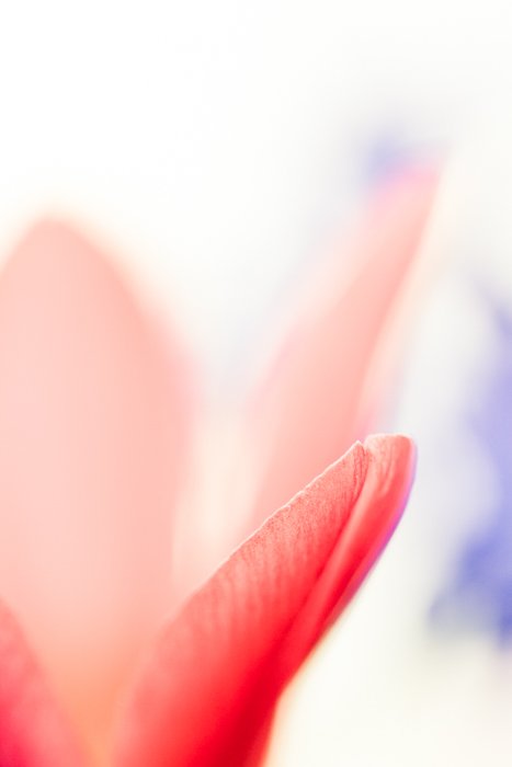 Размытый макроснимок красного цветка с размытым фоном