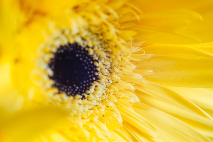макроснимок желтого цветка - макросъемка советы по освещению 