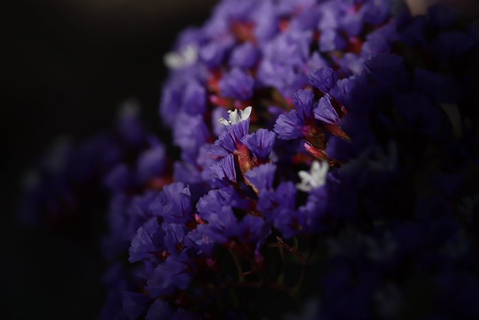 Макрофотография фиолетовых цветов с эффектом виньетирования, добавленным в Lightroom