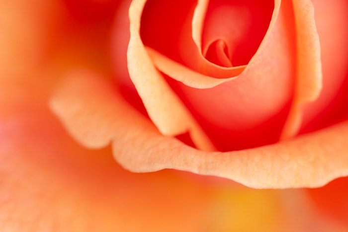 Макрофотография розы оранжевого цвета
