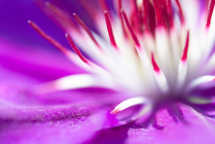 Макрофотография экзотического цветка фиолетового, розового и белого цветов