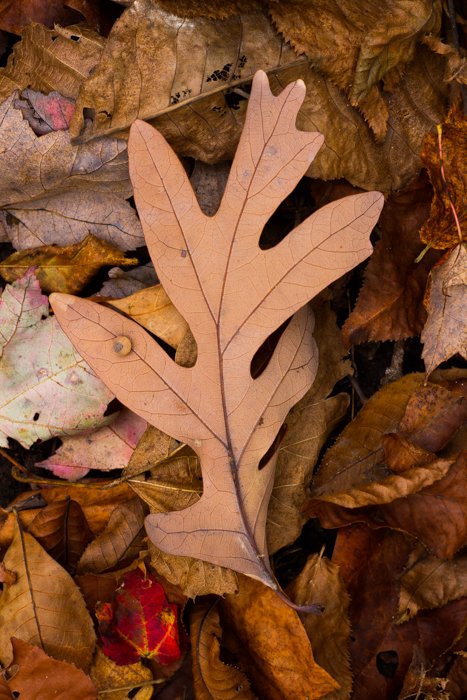 Макрофотография осенних листьев с теплыми оттенками