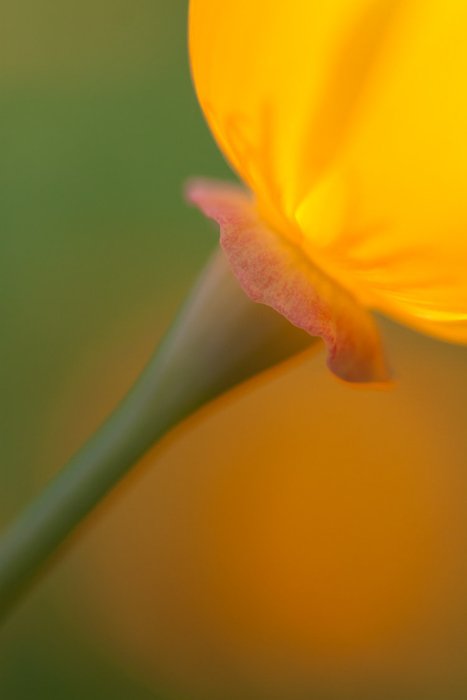 Макрофотография цветка в мягком фокусе