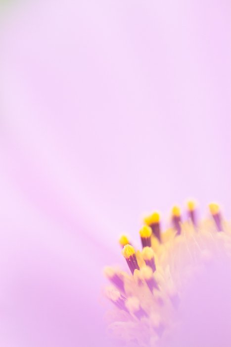 Макрофотография центра цветка космеи в мягком фокусе