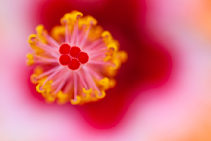 Макрофотография центра цветка гибискуса в мягком фокусе