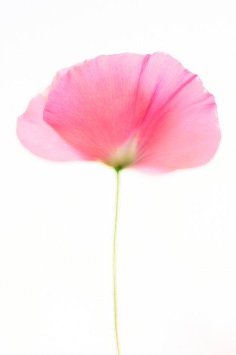 Мягкий фокус тонкой художественной макрофотографии цветка