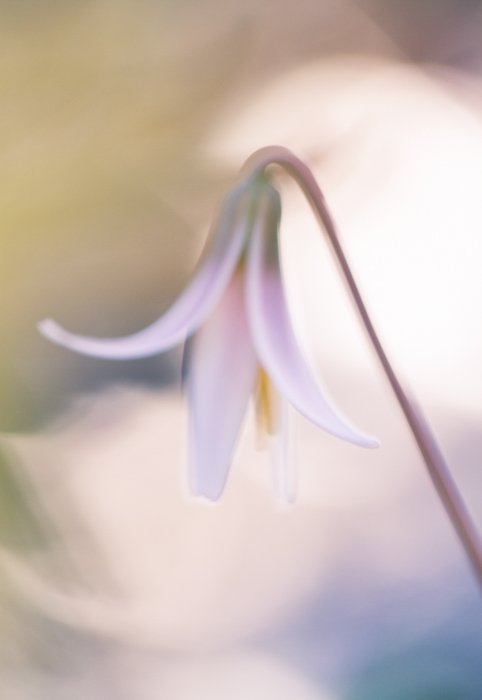 soft focus fine art macro photos of the trout lily