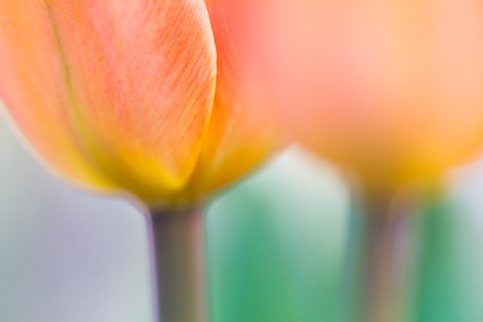 Макрофотография тюльпанов в мягком фокусе