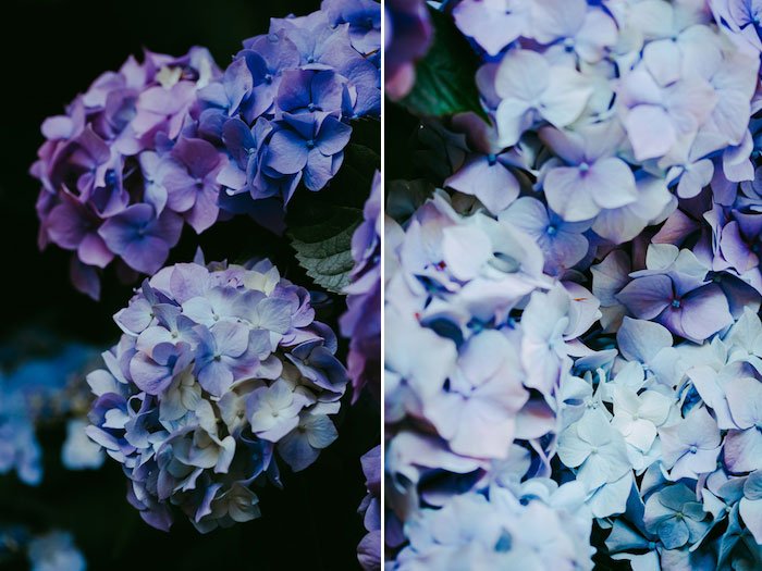 диптих цветочных фотографий, отредактированных в Lightroom - ошибки Adobe Lightroom