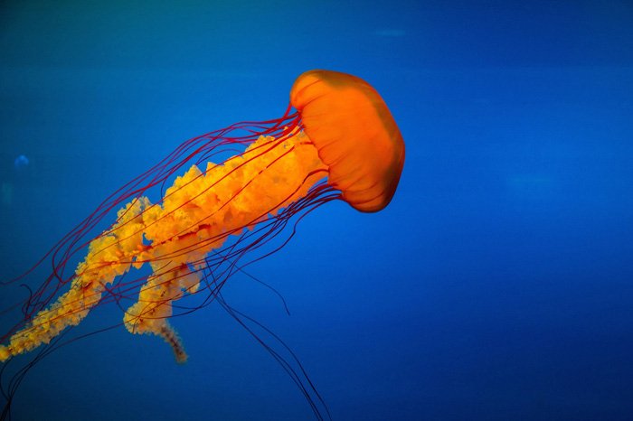 медуза яркого цвета под водой