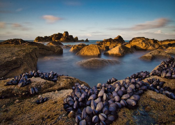 Моллюски на камнях в море