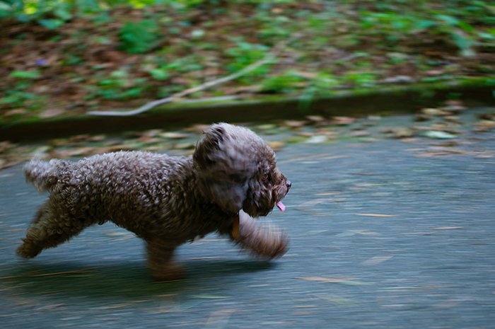 Motion blur photo of the puppy running