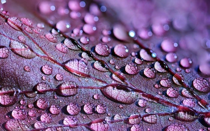 Макрофотография пурпурного листа с каплями дождя