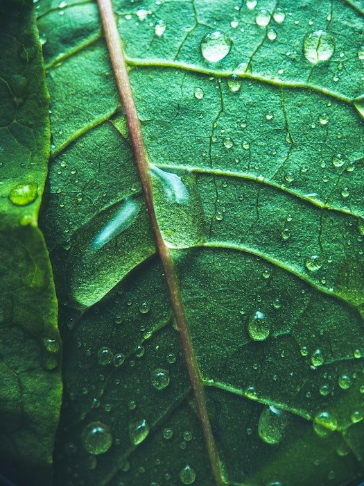 Макрофотография зеленого листа с каплями дождя на нем