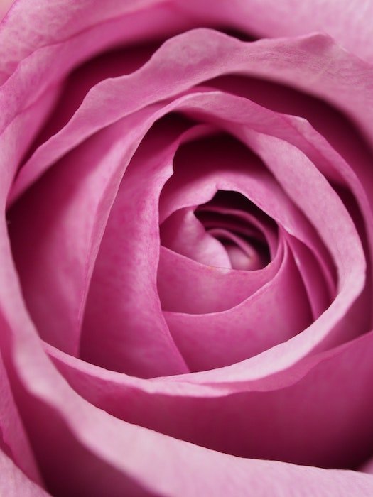 Макрофотография розовой розы