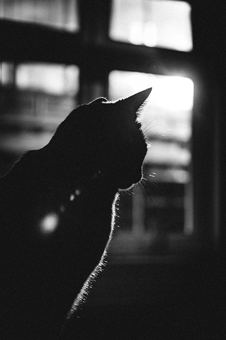 Черно-белая фотография кошки с сильной подсветкой
