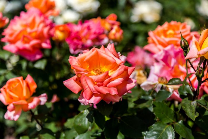 Фотография крупным планом разноцветных роз, тенденция в фотографии запечатления ярких цветов