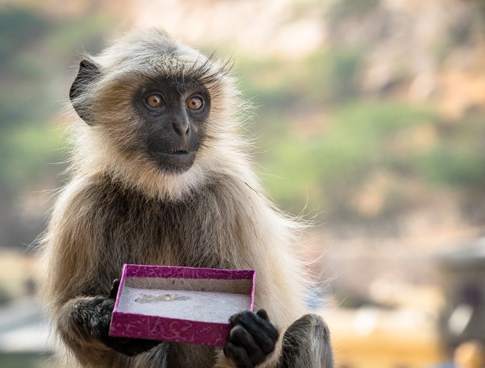 Милая обезьянка лангур Хануман в Джайпуре, Индия ест коробку сладостей