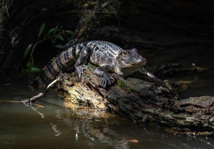 Bayou alligator in Louisiana swamp