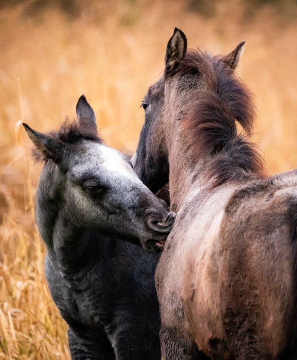 Дикие лошади в Миссури Озаркс ухаживают друг за другом.
