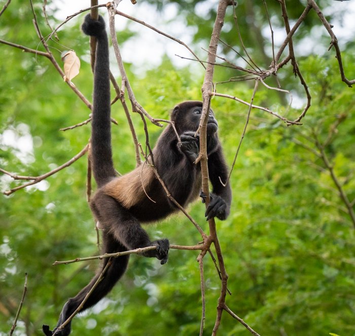Обезьяна-ревун на деревьях Коста-Рики